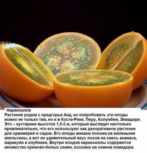 Цитрусовые, которые вы, вероятно, еще не пробовали. 03