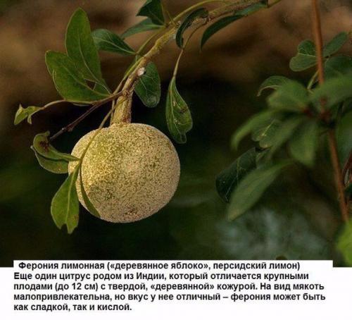 Цитрусовые, которые вы, вероятно, еще не пробовали. 04