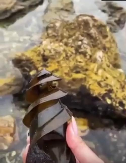 Вот как выглядит яйцо рогатой акулы. 01