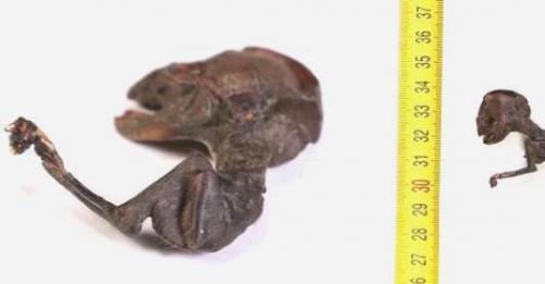 В красноярском крае рыбак пришельца нашел?