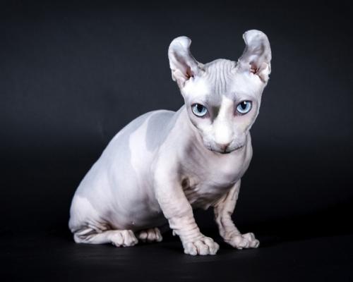 Двельф, или двэльф, - бесшёрстная кошка, полученная в результате скрещивания манчкина, канадского сфинкса и американского кёрла. 01