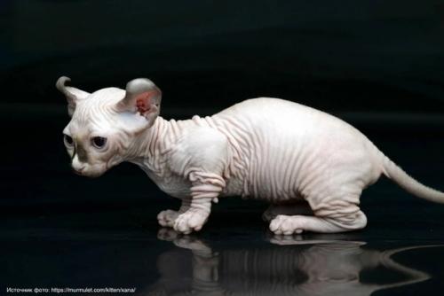 Двельф, или двэльф, - бесшёрстная кошка, полученная в результате скрещивания манчкина, канадского сфинкса и американского кёрла. 02