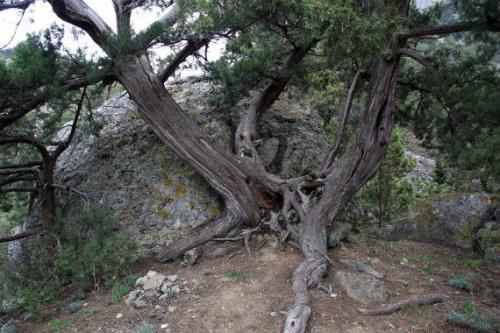 Шушмор - гиблое место подмосковья или урочище шушмор. 03 Шушмор - гиблое место подмосковья или урочище шушмор. 03