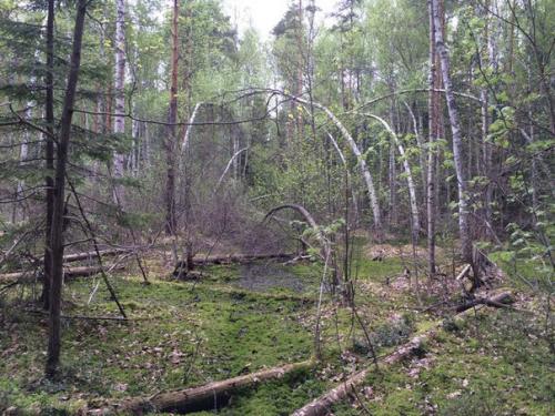 Шушмор - гиблое место подмосковья или урочище шушмор.