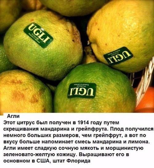 Цитрусовые, которые вы, вероятно, еще не пробовали. 02