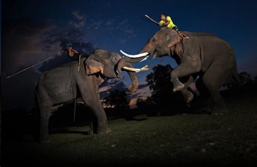 История боевых слонов: как использовали животных на поле битвы. 02 История боевых слонов: как использовали животных на поле битвы. 02