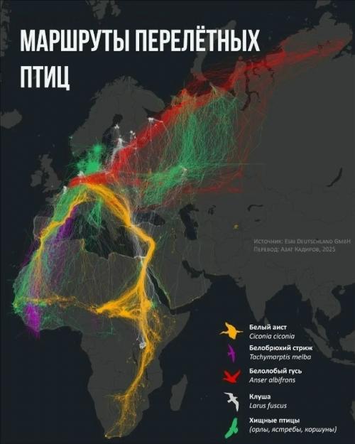 У птиц есть не только путь, но и цель.  