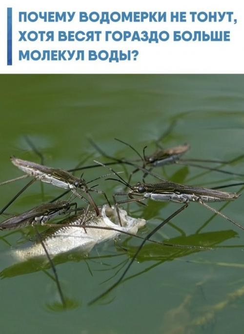 Многие думают, что водомерка просто легкая, поэтому не прорывает водную гладь.  