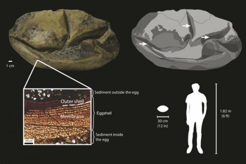 Ученые выяснили природу окаменелого Нечто из Антарктиды. 01