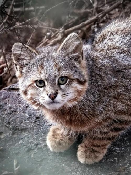 Это пампасная кисуля, или колоколо, - одна из самых редких и малоизученных кошек южной Америки. 
