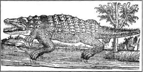 Когда погибли последние дикие крокодилы на РУСИ. 02