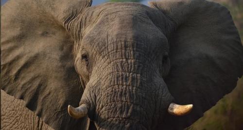 История боевых слонов: как использовали животных на поле битвы. 01 История боевых слонов: как использовали животных на поле битвы. 01