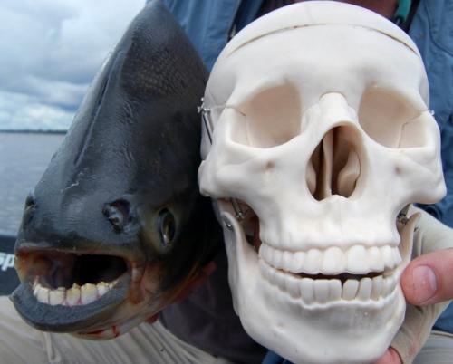 Рыба паку (Pacu) - пресноводная рыба с Человеческими Зубами, принадлежащая к семейству карповых. 03