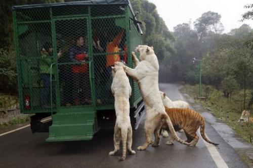 Правильный зоопарк в Китае открылся.