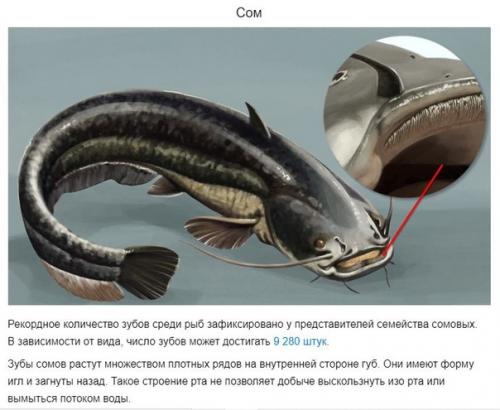 У каких животных больше всего зубов. 02