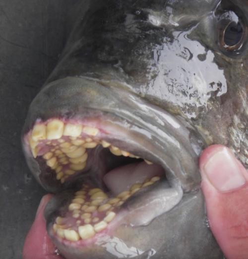 Рыба паку (Pacu) - пресноводная рыба с Человеческими Зубами, принадлежащая к семейству карповых. 01