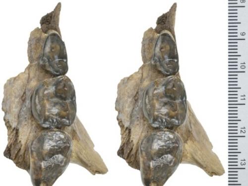 Жил на земле 100 тысяч лет назад: в Антарктиде обнаружили останки гигантского медведя. 01 Жил на земле 100 тысяч лет назад: в Антарктиде обнаружили останки гигантского медведя. 01