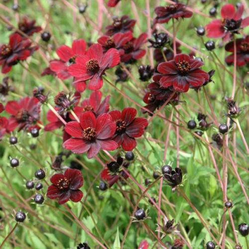 Редкий шоколадный цветок космея. 03