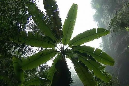 Затерянный мир на вершине столовой горы сарисаринама. 01