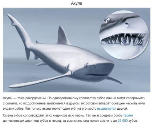 У каких животных больше всего зубов. 04