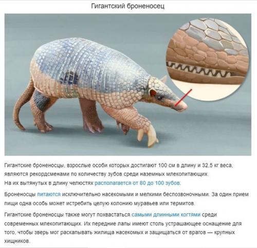 У каких животных больше всего зубов. 03