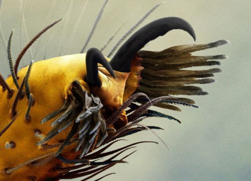 Паучьи ноги крупным планом. 01