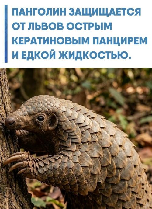 Единственное в мире чешуйчатое млекопитающее при любой угрозе сворачивается в плотный шар, который невозможно разжать без резаных ран.  