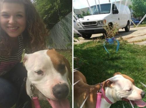 В США приют для животных игрокам в Pok предложил?