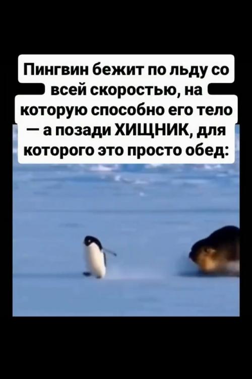 Морской леопард развивает под водой скорость выше сорока километров в час, но на льду он неуклюж. 01