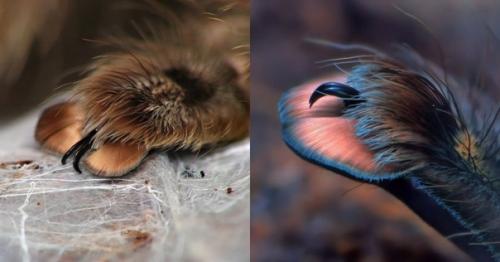 Паучьи ноги крупным планом. 02