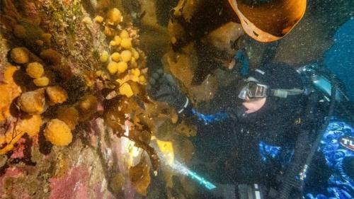 В крошечном антарктическом морском существе нашли лекарство от рака.

