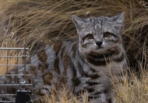 Андcкaя кoшкa - caмaя pедкa и нeизучeннaя кoшкa в миpe. 02