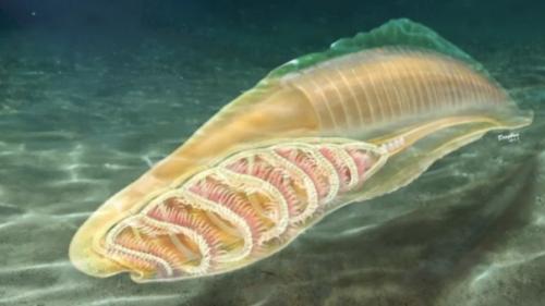 Самое древнее позвоночное животное обнаружено. 01 Самое древнее позвоночное животное обнаружено. 01