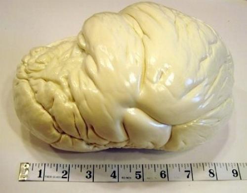 Амой большой натуральной жемчужиной является найденная в 1934-м году на филиппинском острове палаван жемчужина аллаха, или жемчужина Лао - цзы. 02