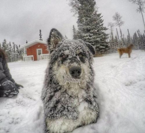 Ветеринар из Аляски, который очень любит собак. 07