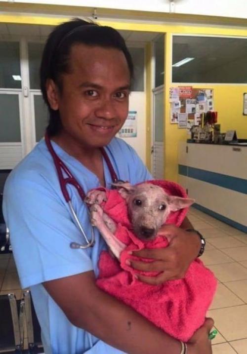 Случайность, которая изменила всю жизнь бродячей собаки. 03