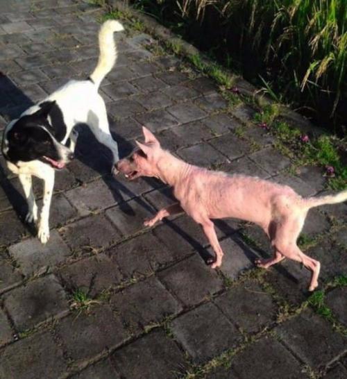 Случайность, которая изменила всю жизнь бродячей собаки. 05