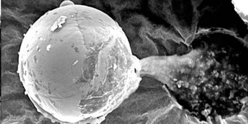 Что не так с теорией появления коронавируса из космоса. 03 Что не так с теорией появления коронавируса из космоса. 03