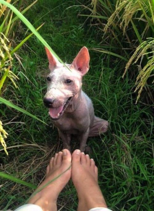 Случайность, которая изменила всю жизнь бродячей собаки. 06