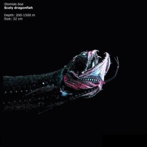 Загадки марианской впадины. 02 Загадки марианской впадины. 02