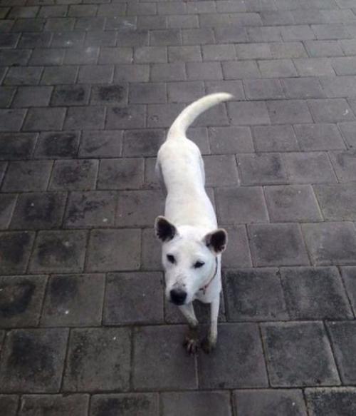 Случайность, которая изменила всю жизнь бродячей собаки. 07