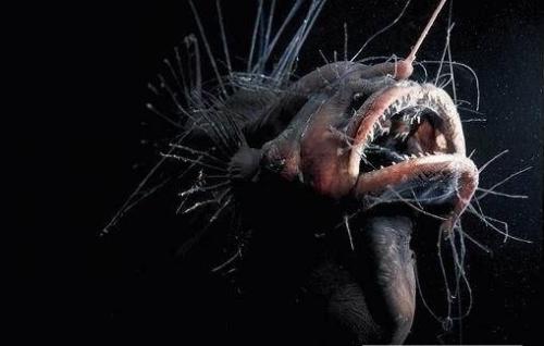 Загадки марианской впадины. 04