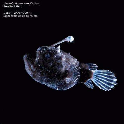 Загадки марианской впадины. 04 Загадки марианской впадины. 04