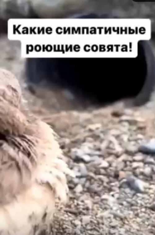 Роющие совы имеют заметные отличия от прочих представителей своего семейства. 01