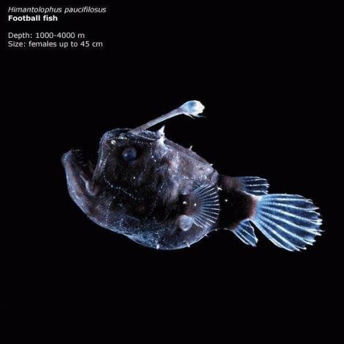 Загадки марианской впадины. 03