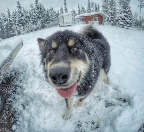 Ветеринар из Аляски, который очень любит собак. 03