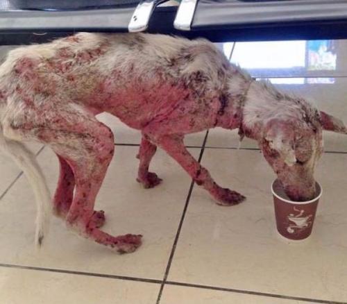 Случайность, которая изменила всю жизнь бродячей собаки. 04