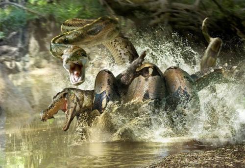 Титанобоа: крупнейшая змея в истории земли размером с большой автобус. 02