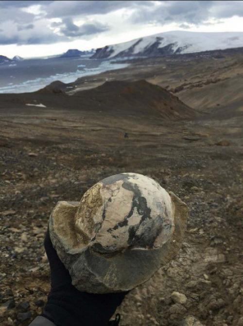 Невероятное открытие: в Антарктиде жили динозавры. 02 Невероятное открытие: в Антарктиде жили динозавры. 02