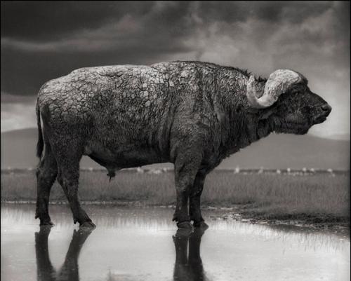 Oзеро, превращающее животных в мумий. 01